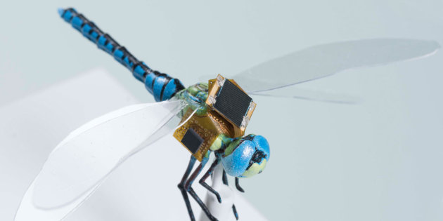 Découverte d’un nouveau mini-robot contrôlable à distance: la libellule cyborg